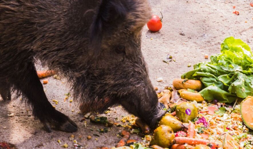 El problema de la plaga de los jabalíes buscando comida en contenedores / Ingimage