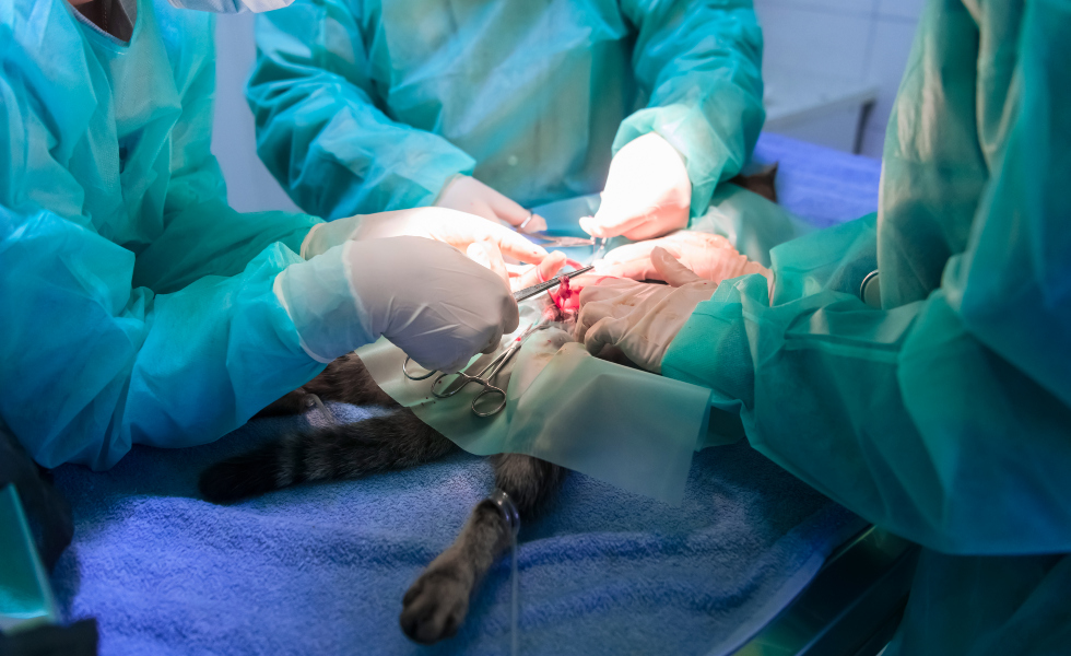 Operación de esterización dun gato  |Image licensed by © Ingram Image