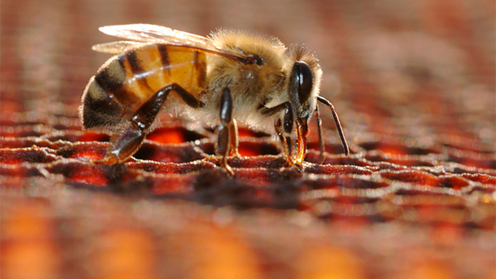 El sector apícola gallego recibirá más de 1,4 millones en ayudas para mejorar su competitividad