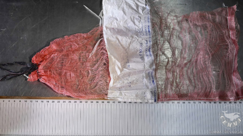 Una red de cultivo de patatas procedente de EEUU hallada en el estómago de una tortuga laúd varada en Arteixo