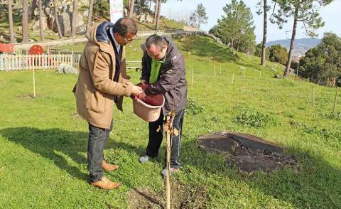 El alcalde de Baiona Ángel Rodal participó en la plantación. /Óscar Calero