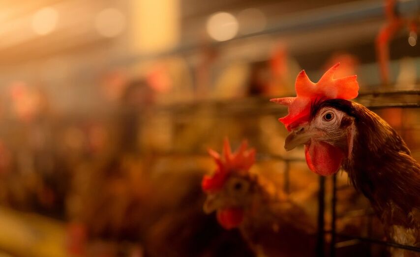 Las autoridades sanitarias han destacado la importancia de extremar las medidas de higiene y bioseguridad en las granjas de aves  |Image licensed by © Ingram Image