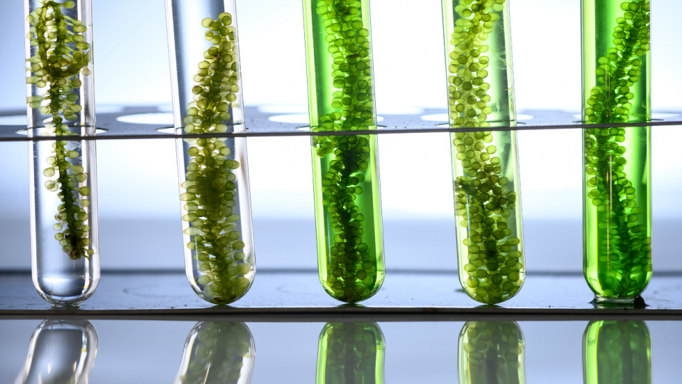 La UVigo lidera dos proyectos europeos para revolucionar la acuicultura y crear materiales sostenibles a partir de algas