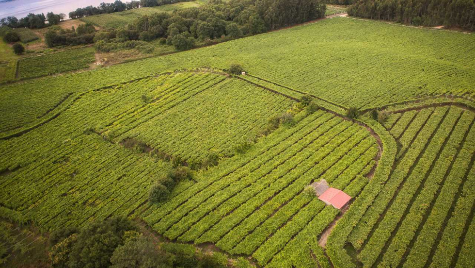 La Xunta amplía hasta el 2 de marzo las ayudas  para movilidad sostenible en las rutas del vino