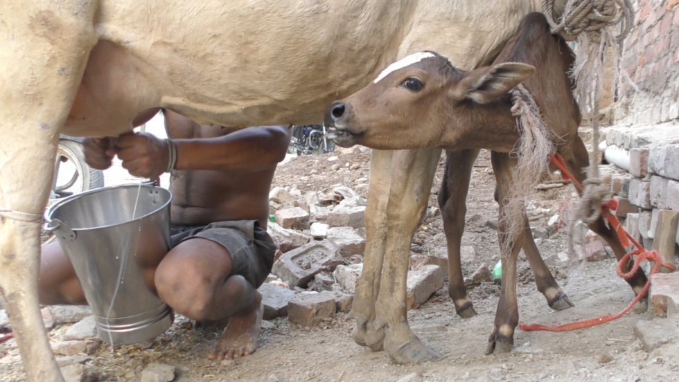 Una investigación destapa maltrato y riesgos sanitarios en la industria láctea de India