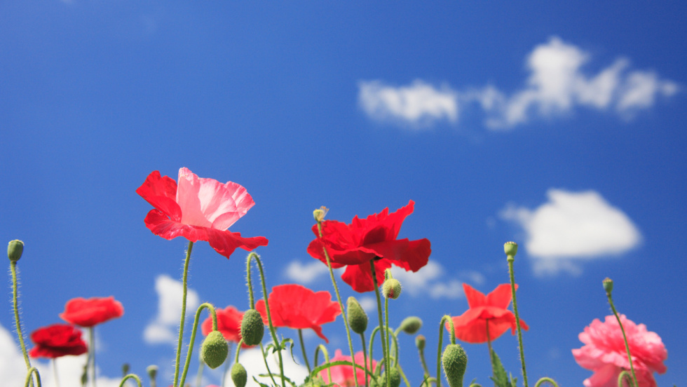 Mos irrumpe en el Consello da Calidade do Aire para llevar la voz de los pequeños concellos