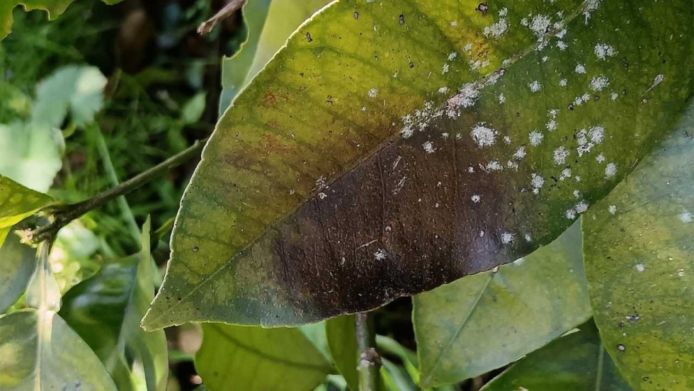 Areeiro alerta del mildio: maduración temprana que exige vigilar la vid