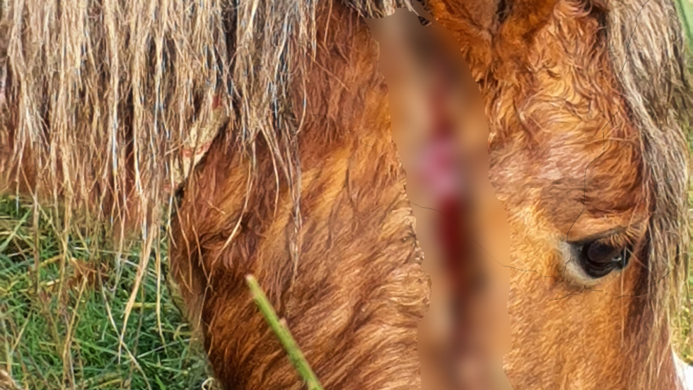 Investigan a un vecino de Vigo por mantener un caballo con un cabezal de cadena incrustado en la cabeza