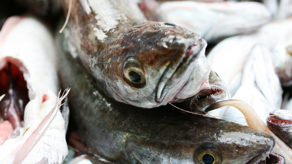 Un estudio científico desvela los principales 'criaderos' de merluza europea frente las costas gallegas