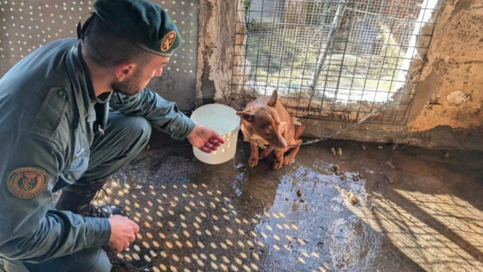 Decomisados 22 perros en pésimas condiciones en una vivienda de Moaña