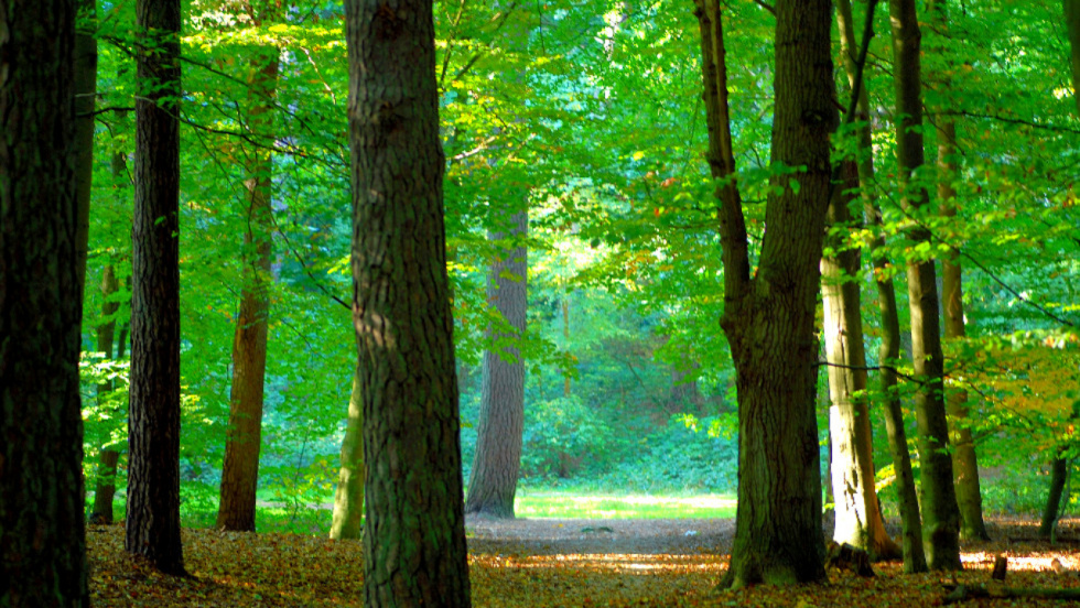 La justicia archiva la querella del presidente de Cabral contra la Plataforma de Afectados por Comunidades de Montes