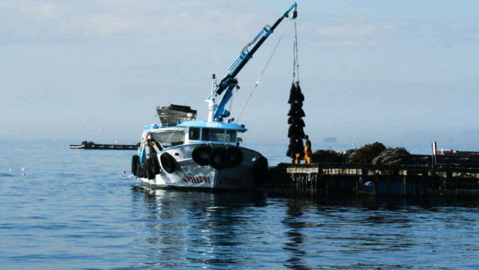 Un estudio del CSIC urge a revisar la capacidad de carga del mejillón en Galicia ante el cambio climático