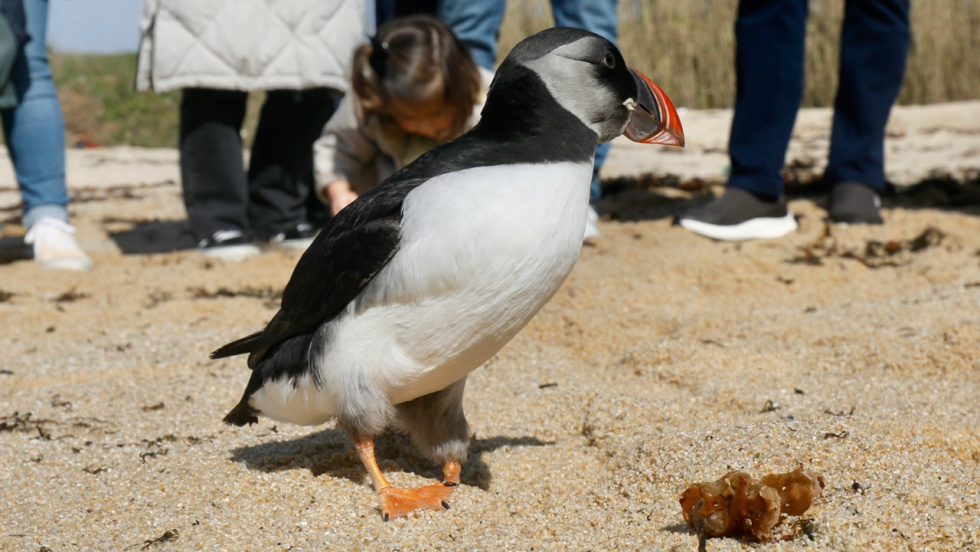 Liberados dos ejemplares de arao papagaio en A Lanzada tras recuperarse de su grave estado por los temporales
