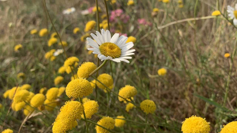 ADEGA reivindica la protección de la biodiversidad en el Día do Naturalismo Galego
