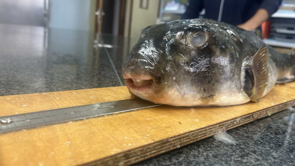 El IEO alerta de la llegada de peces globo a Galicia por la tropicalización del mar