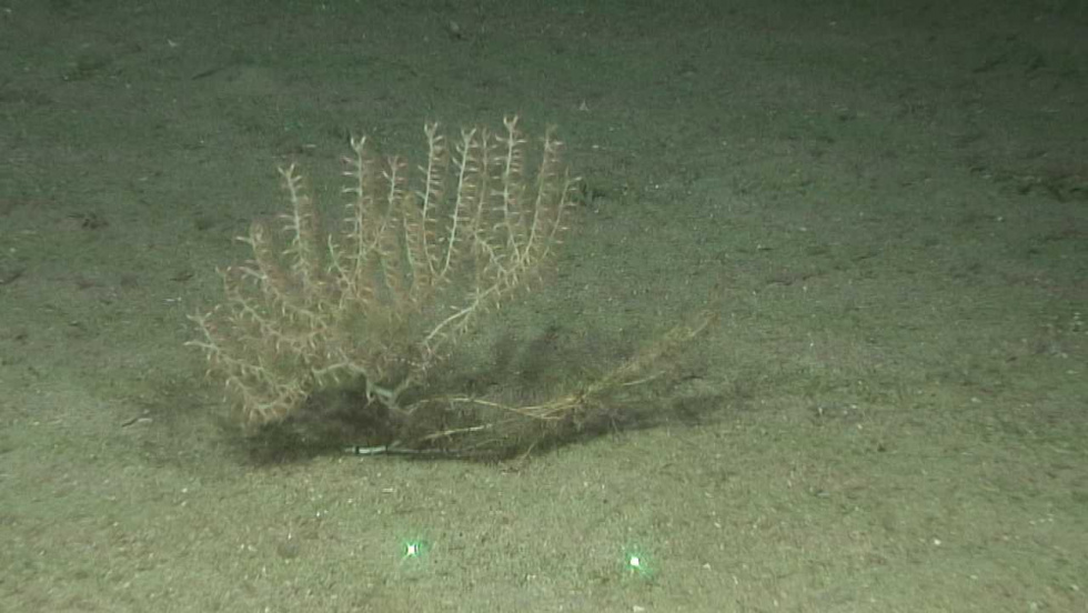 El IEO concluye dos campañas coordinadas para estudiar los montes submarinos de Alborán y el Estrecho