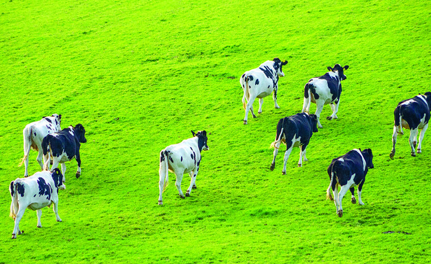 Galicia é unha das primeiras rexións europeas produtoras de leite.