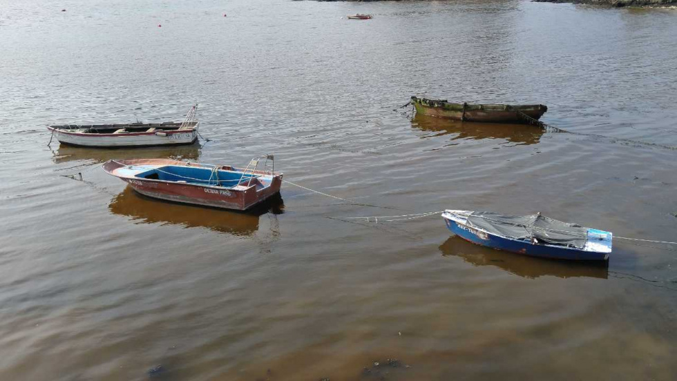Una nueva guía internacional con sello del IEO Vigo refuerza el control de toxinas en moluscos