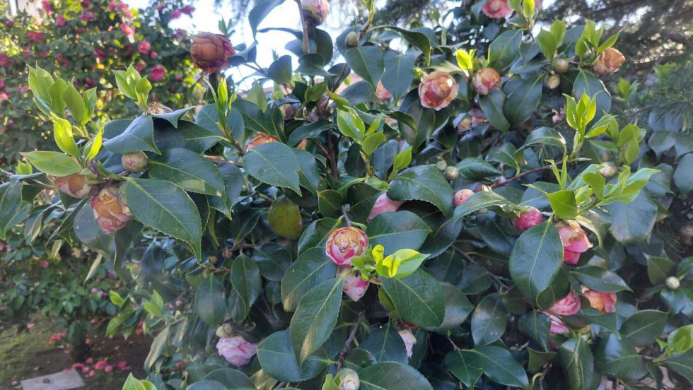 Alerta del posible inicio de síntomas de mildio en la viña