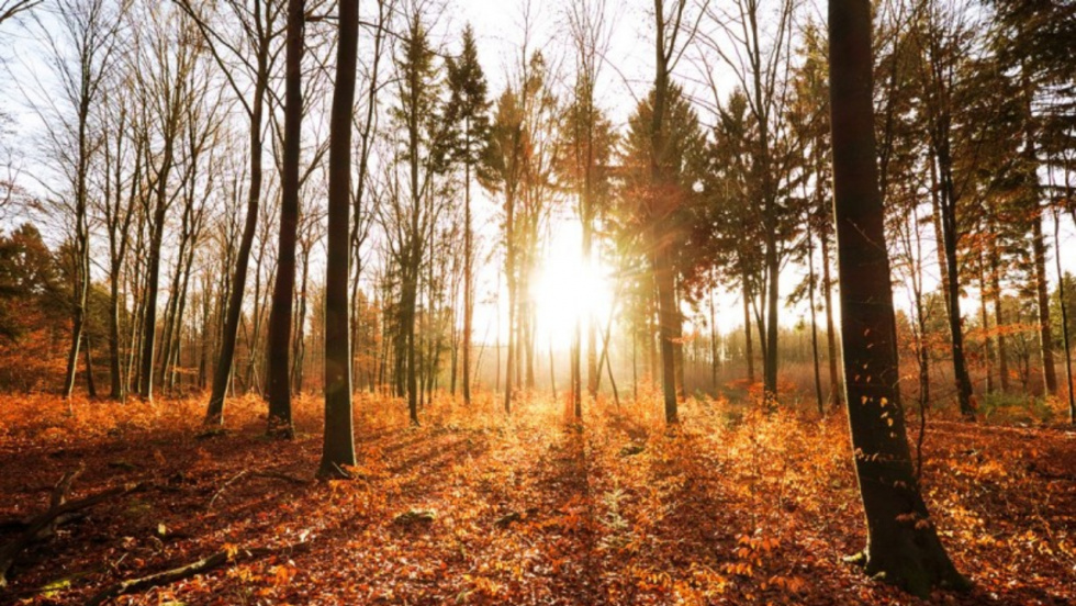 La Comisión Europea lanza una nueva estrategia para frenar la creciente amenaza de los incendios forestales