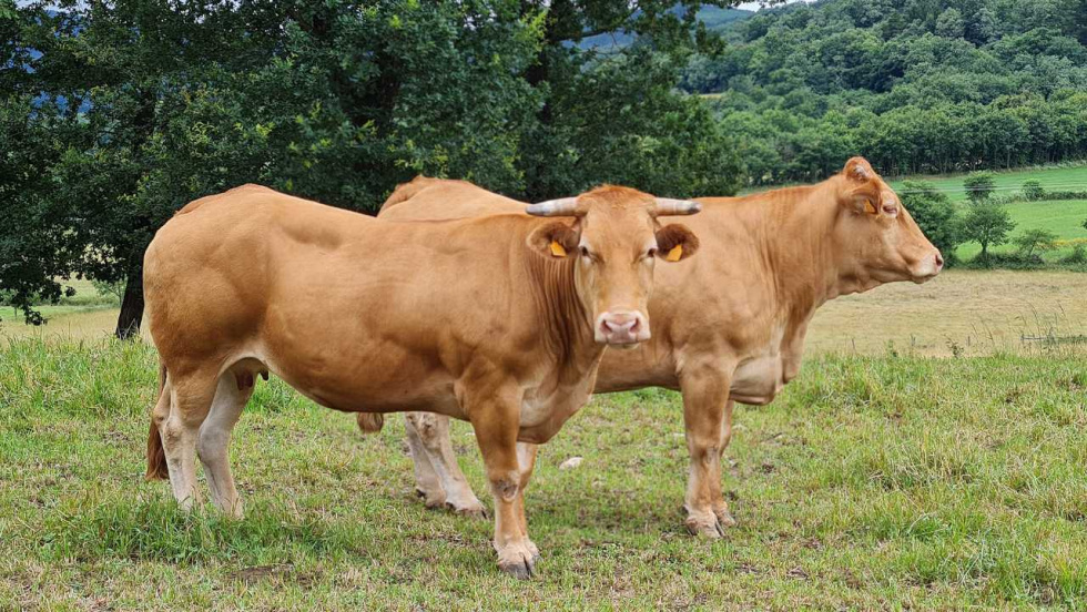 El vacuno de carne en Galicia alcanza precios históricos pero pierde explotaciones sin relevo