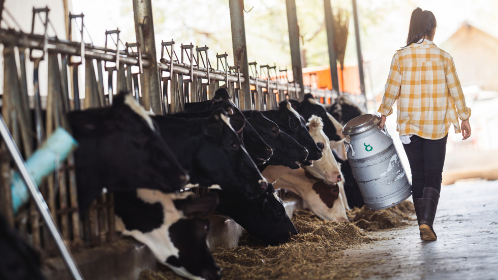 El Sindicato Labrego denuncia que Reny Picot incumple la ley y abandona granjas gallegas sin recogida de leche