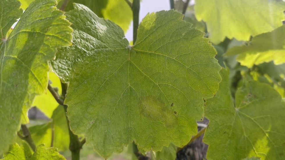 Detectan las primeras manchas de mildiu en las viñas do Salnés y recomienda tratar de urgencia