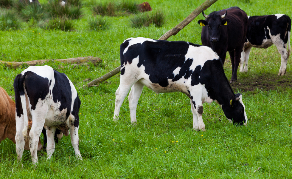 Galicia vigilará las aflatoxinas y residuos en el leche para garantizar su calidad