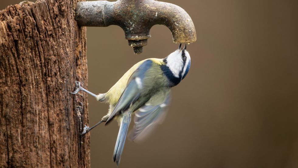 Desprotección de las aves amenazadas: solo 2 de cada 30 tienen plan de gestión