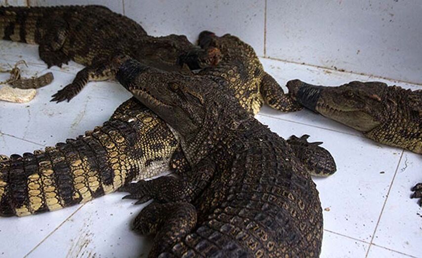 Fotograf&iacute;a: Mercado de animales vivos, Wuhan, China / Igualdad Animal.