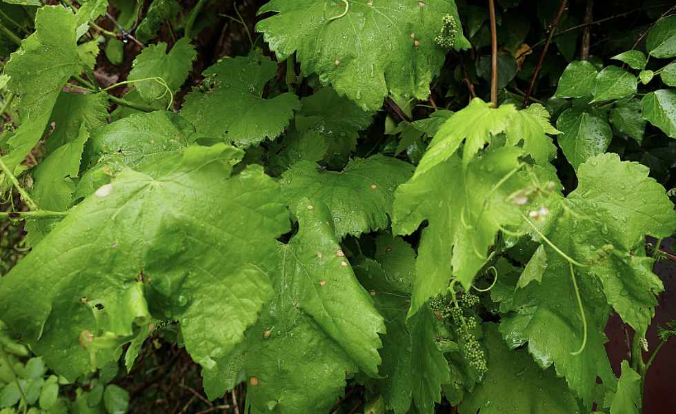 A Deputación aconsella extremar a vixilancia das viñas ante o mildio e o black rot