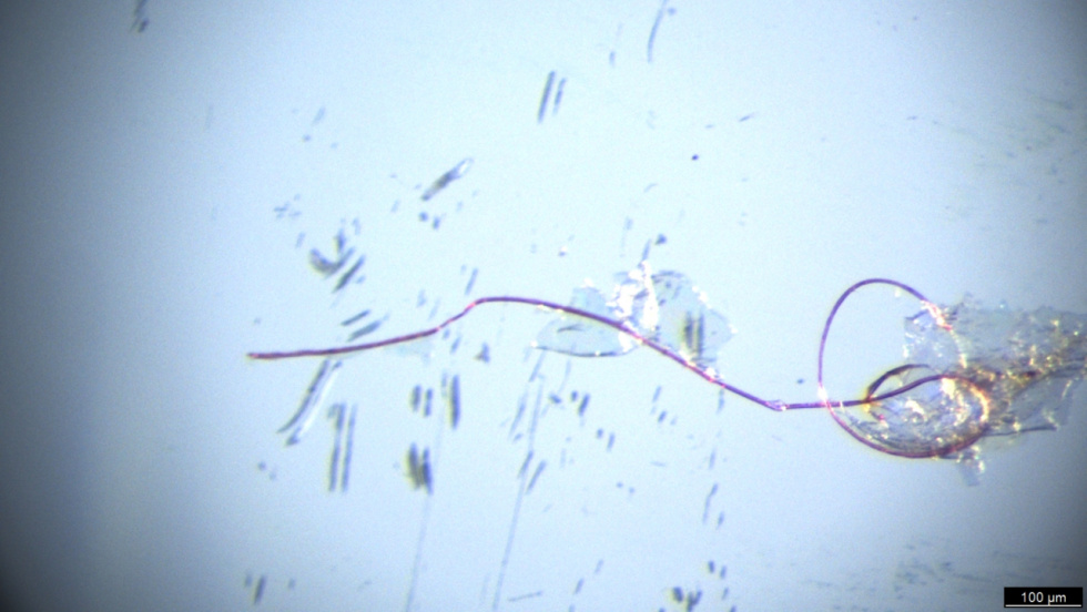 Microfibras de ropa y tejidos invaden los mejillones y almejas de todo el mundo