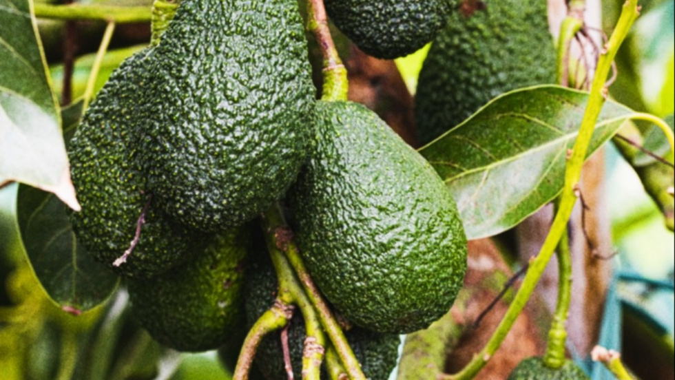 El aguacate, aliado de la salud intestinal para afrontar el verano sin hinchazón