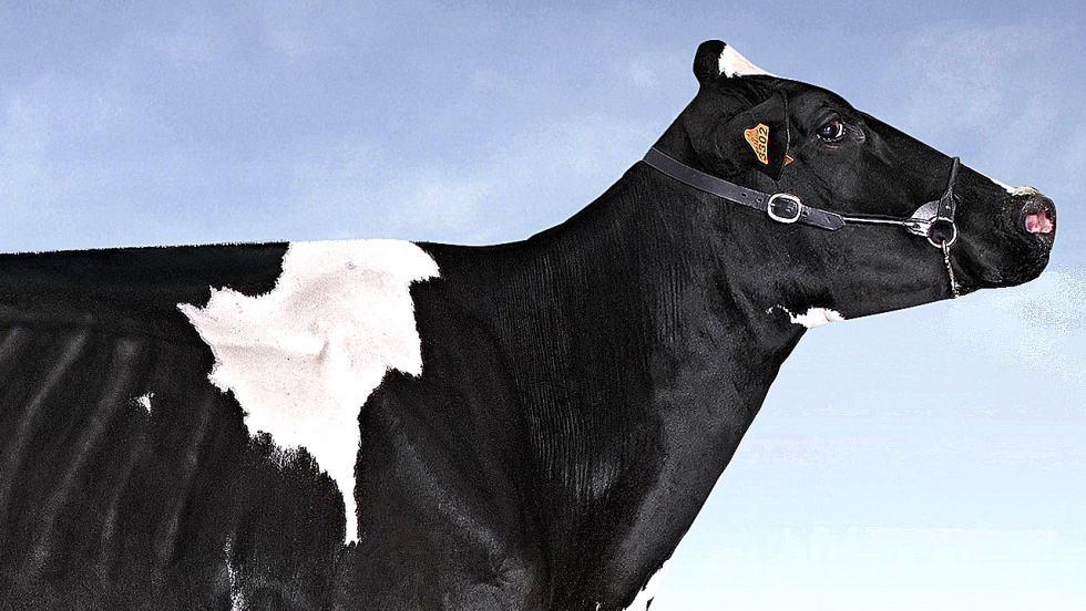 La Deputación subastará 28 vacas frisoas en Mouriscade el 12 de junio