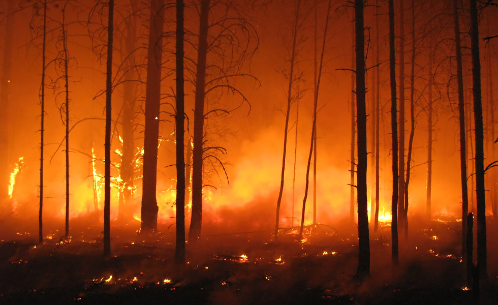 Cómo actuar en caso de incendio forestal