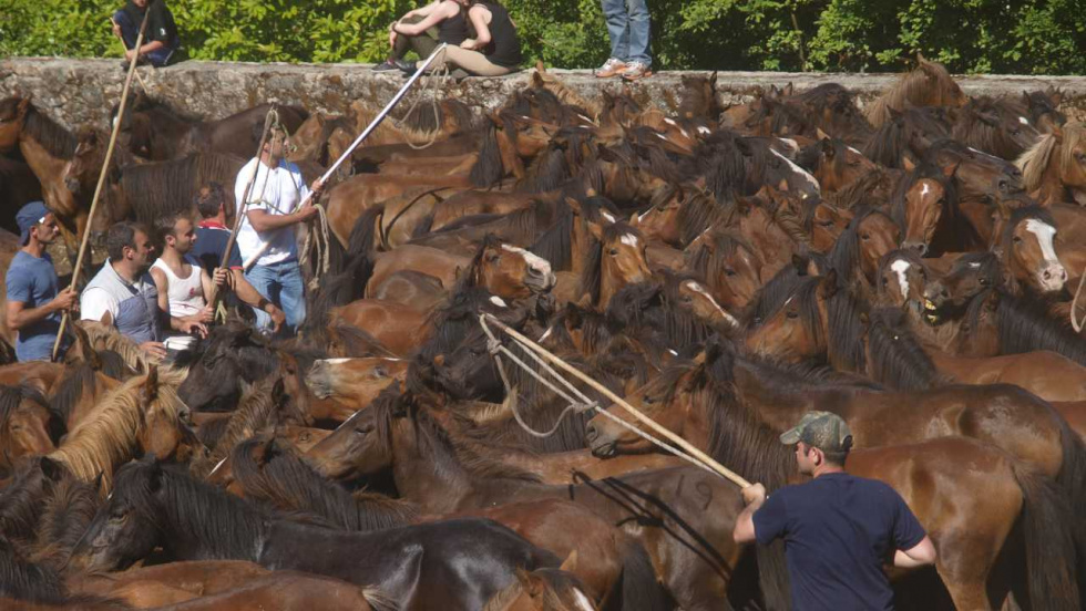 Oia celebra este domingo el curro de Torroña con 600 caballos