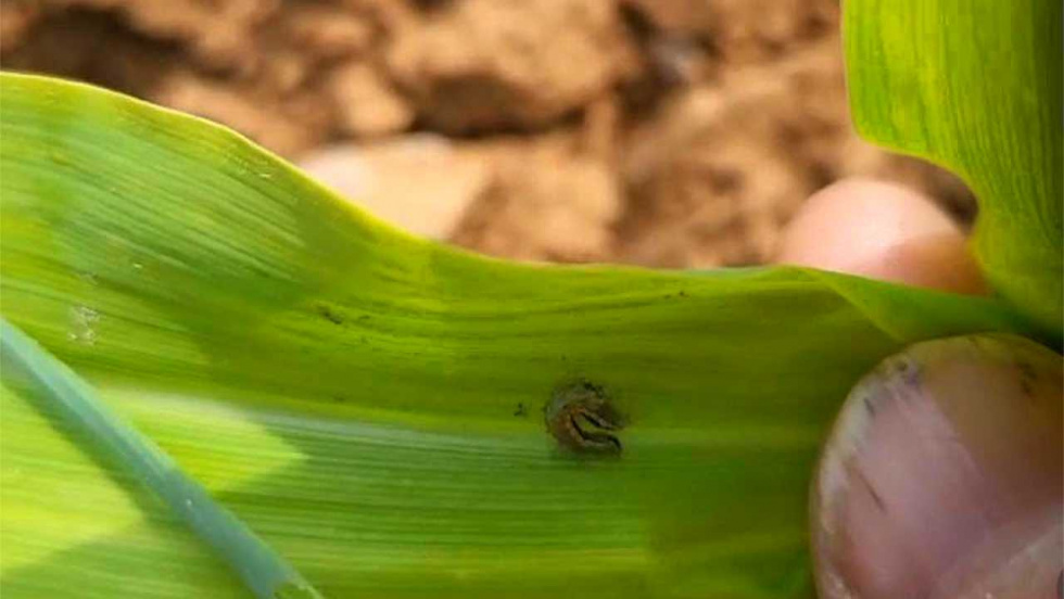 Agromuralla pide una excepcionalidad urgente para combatir con drones la plaga del maíz