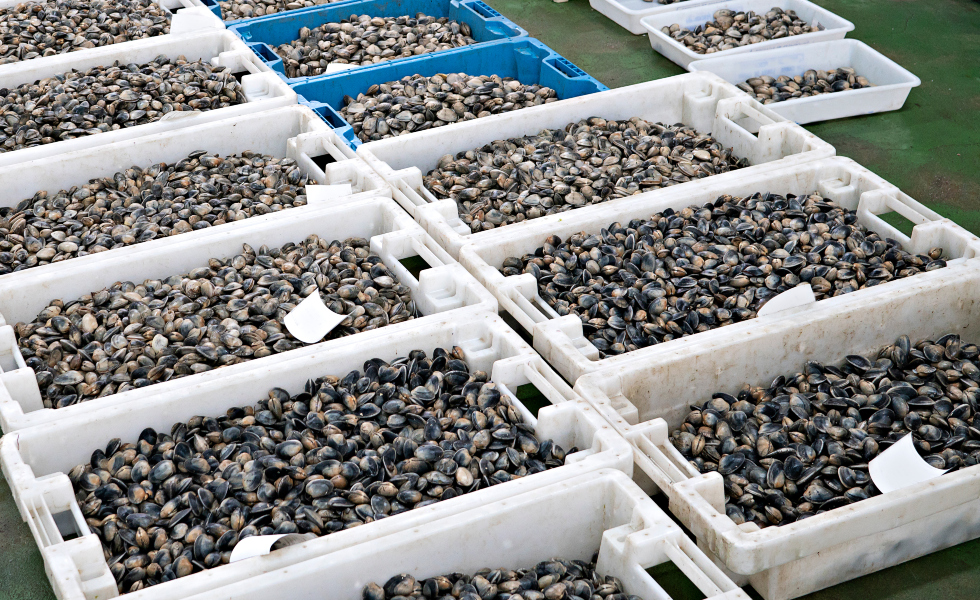 La Deputación destina 350.000 euros a confrarías y agrupaciones de mariscadoras de la provincia