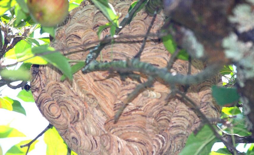 O ni&ntilde;o ti&ntilde;a xa uns 60 cent&iacute;metros e estaba ubicado moi preto das casas