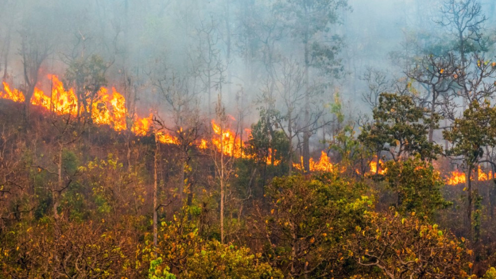 Alertas en carretera: qué hacer si te encuentras con un incendio forestal mientras conduces