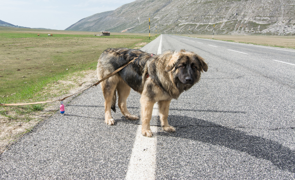 El abandono de perros y gatos se estanca: más de 285.000 animales ingresaron en protectoras en 2025