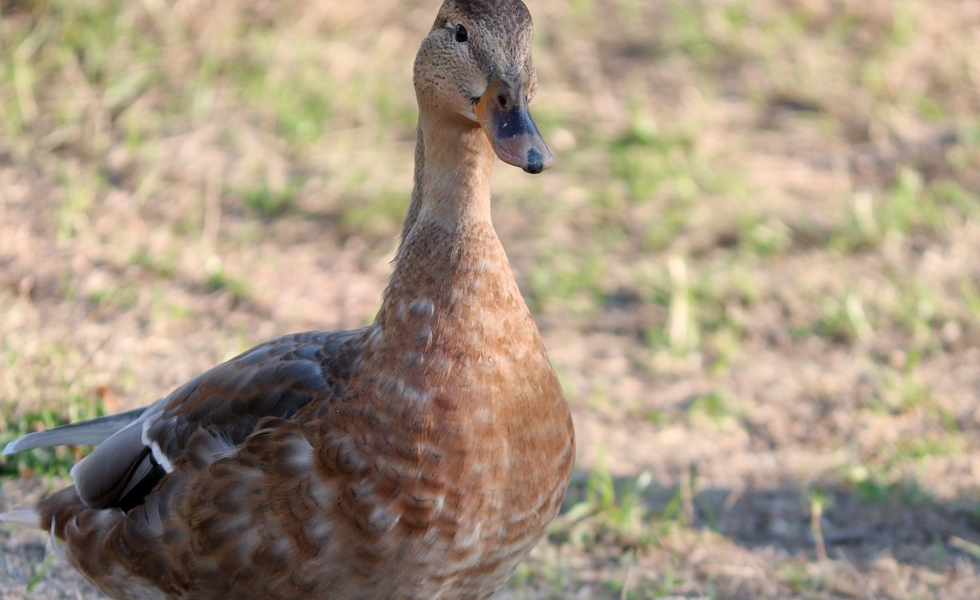 Imagen manfredrichter