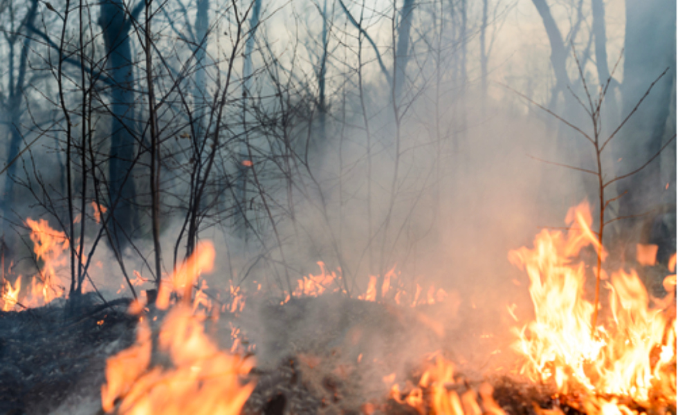 Fuego devastador en un monte / Jesús Carrera
