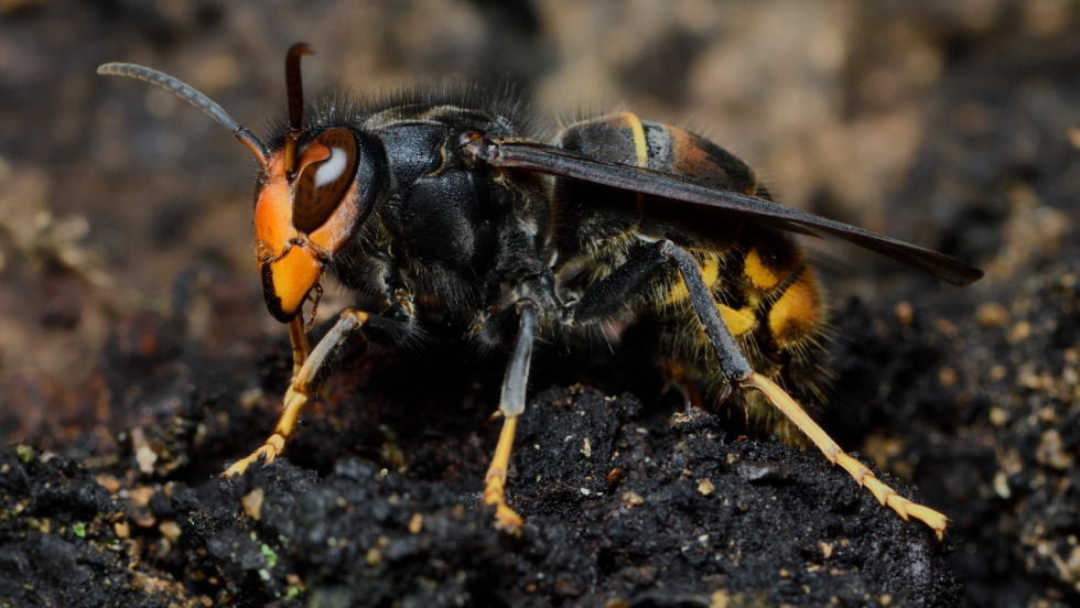 La avispa asiática y las garrapatas, principales desafíos de sanidad ambiental en España