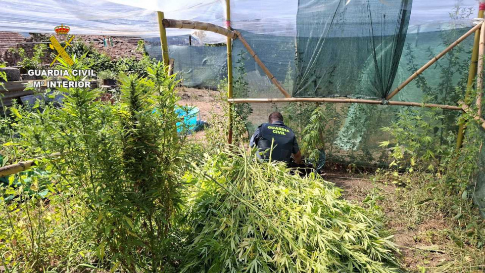 Investigan a dos personas en Arbo por cultivo de marihuana