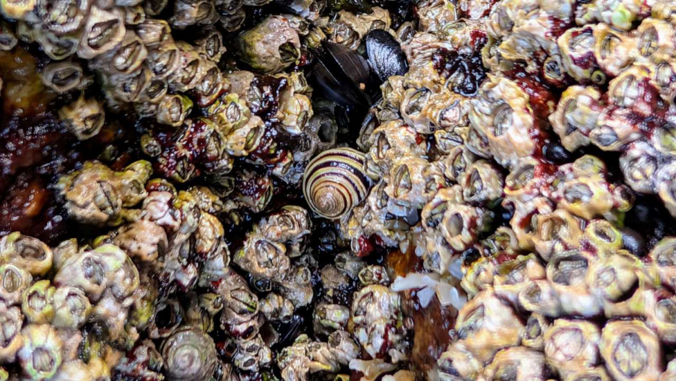Las Islas Atlánticas, laboratorio natural para el estudio de las especies