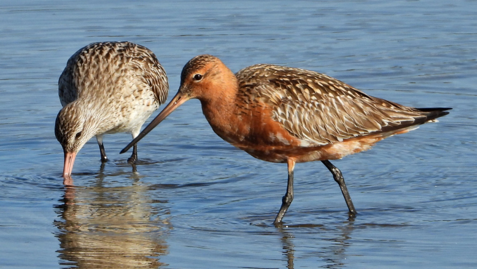 Nace en Galicia Suroeste una ruta turística para observar aves