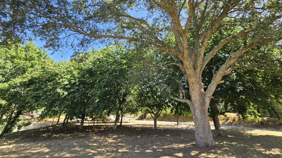 Tomiño subasta madera de 13 fincas por incumplir la limpieza