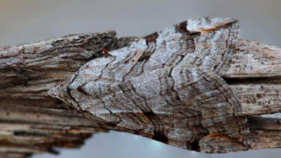 La Xunta estudia por primera vez las mariposas nocturnas en el Parque Nacional Illas Atlánticas