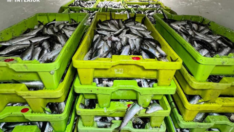 La Guardia Civil y Gardacostas intervienen 2.500 kilos de sardina en Aldán